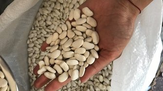 Product Fact Sheet: Dried beans