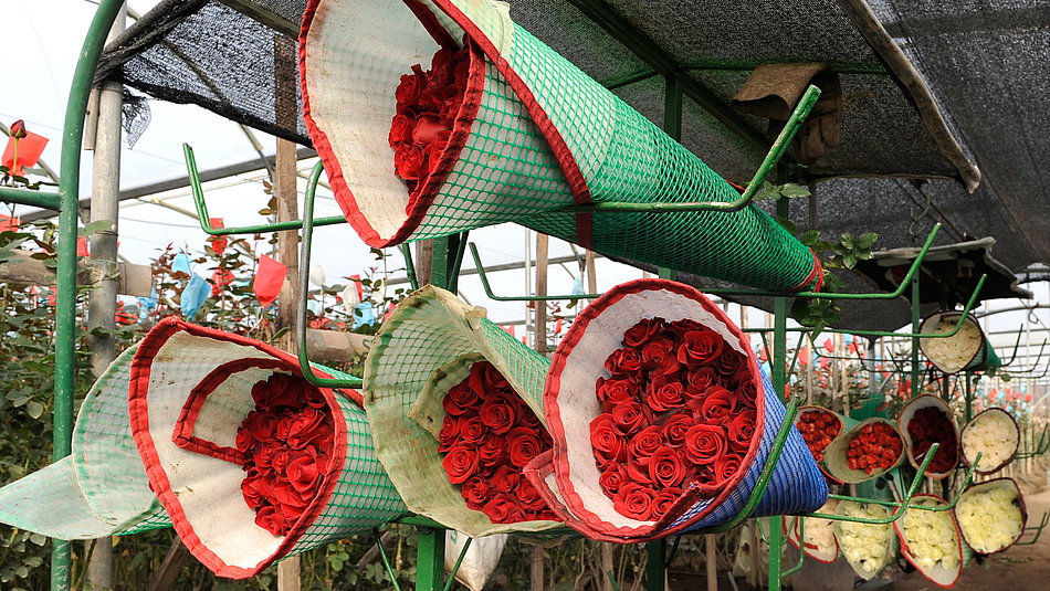 Several bouquets of red roses stored next to each other