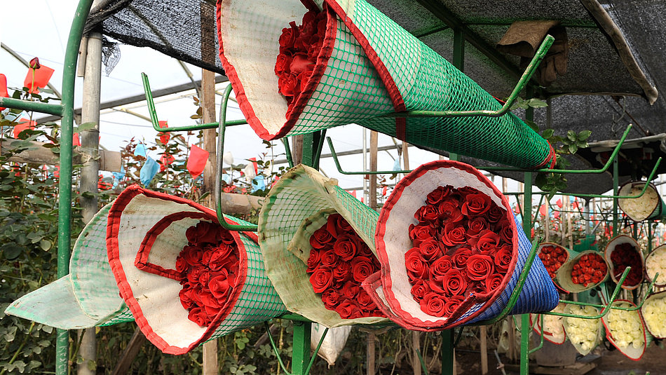 Several bouquets of red roses stored next to each other