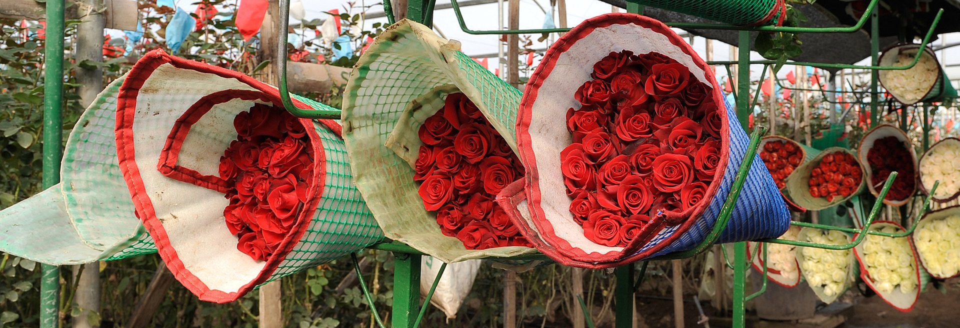 Several bouquets of red roses stored next to each other