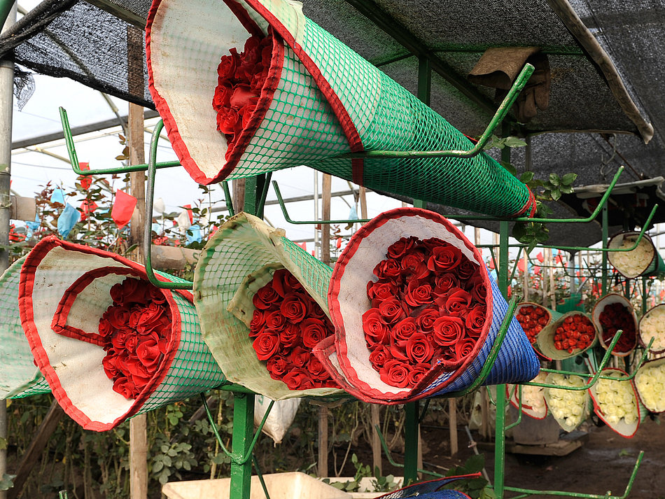 Several bouquets of red roses stored next to each other